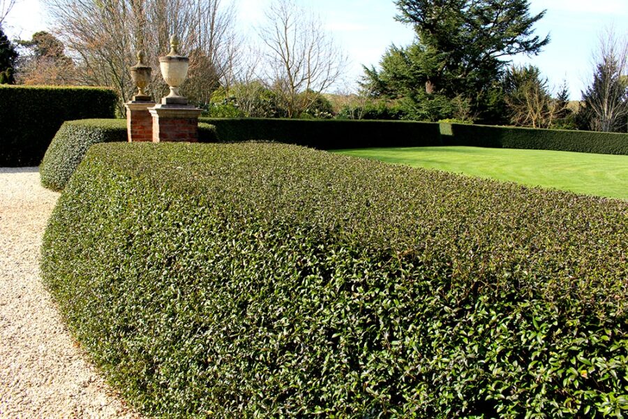 Hedge Maintenance – Rural Gardens